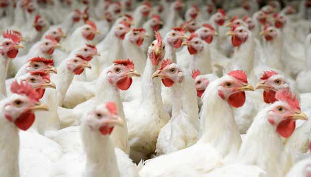 சீனாவில் அடுத்த பரபரப்பு.. மனிதருக்கு பரவிய H3N8 பறவைக் காய்ச்சல்..