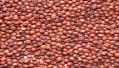 ragi