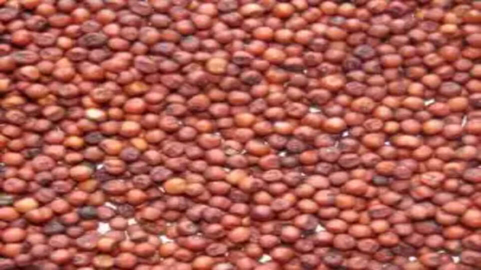 ragi