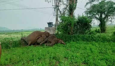  ஆந்திராவில் மின்வேலியில் சிக்கி 4 யானைகள் உயிரிழப்பு