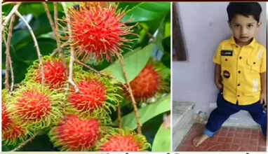 ரம்புட்டான் பழ விதை தொண்டையில் சிக்கி 5 வயது சிறுவன் பலி..!!