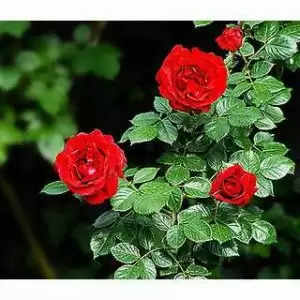 health tips of roja flower