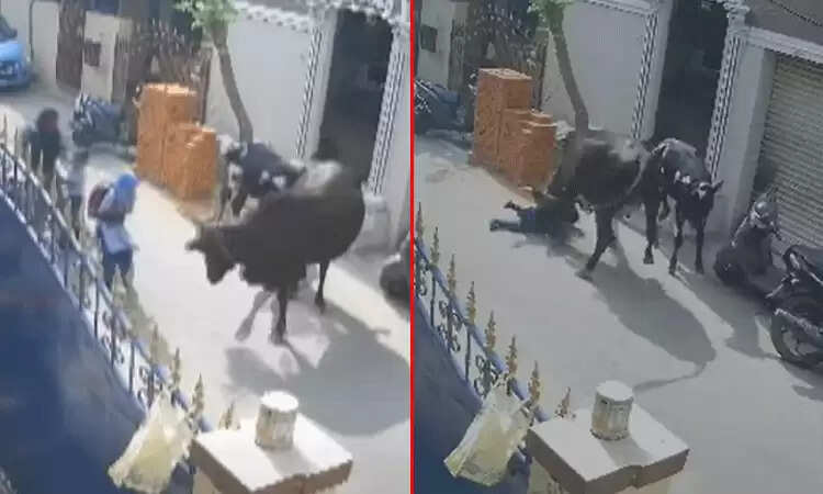 மாடு முட்டி சிறுமி காயம் - உரிமையாளர் மீது 2 பிரிவுகளில் வழக்குப்பதிவு..