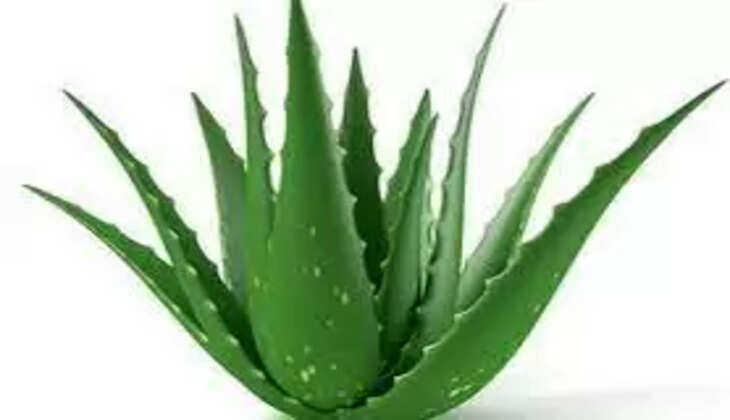 aloe vera