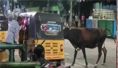 சென்னையில் ஓயாத மாடு தொல்லை! பாதசாரிகளை முட்டியதால் பரபரப்பு