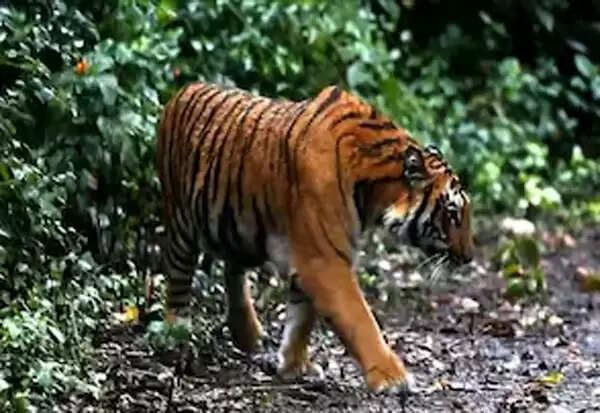 tiger
