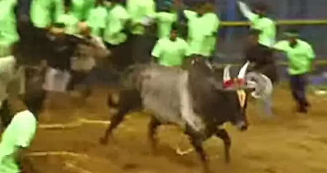 jallikattu
