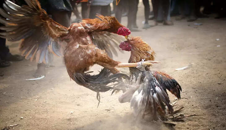சேவல் சண்டை