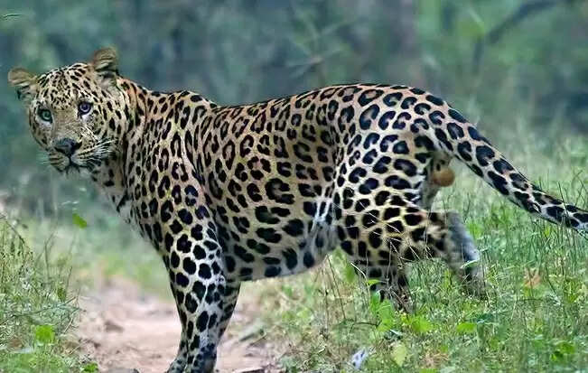 leopard