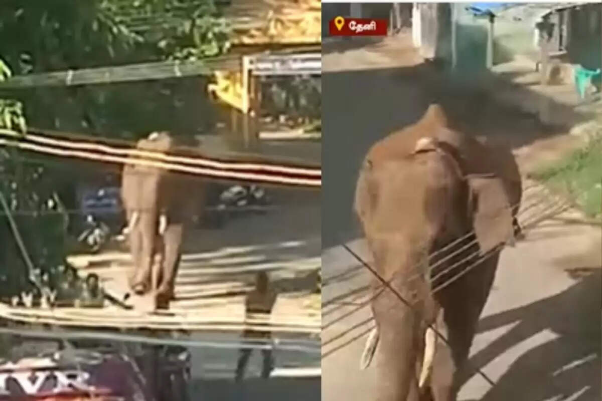 அரிசி கொம்பன்