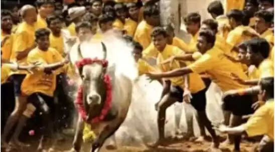 jallikattu