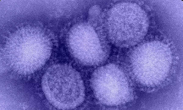 influenza virus