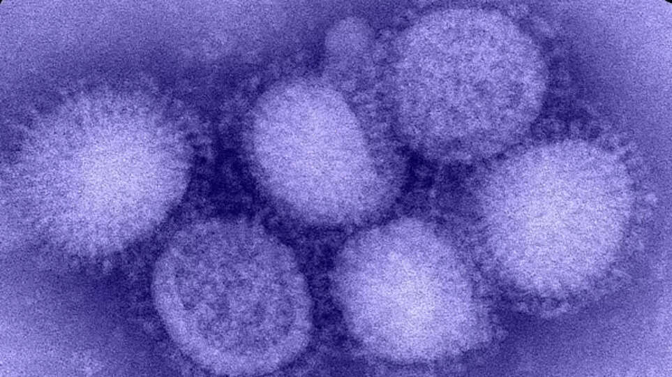 influenza virus