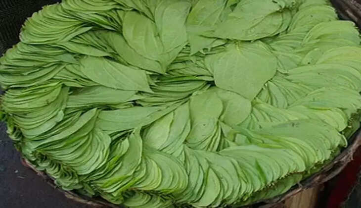 vetrilai health benefits