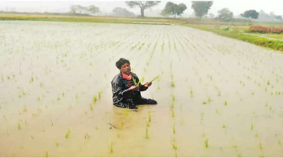 பயிர்கள் சேதம்