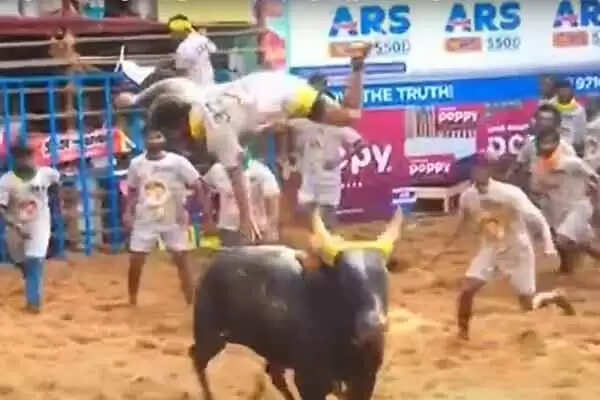 jallikattu