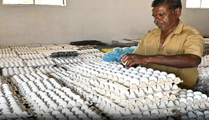 முட்டை விலை திடீரென சரிவு