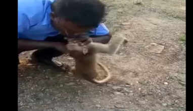 குரங்கிற்கு உதவிய பிரபு