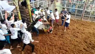 jallikattu