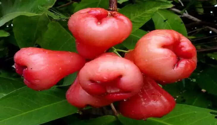 paneer apple