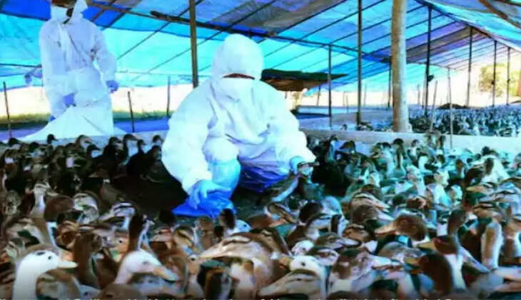 சீனாவில் அடுத்த பரபரப்பு.. மனிதருக்கு பரவிய H3N8 பறவைக் காய்ச்சல்..