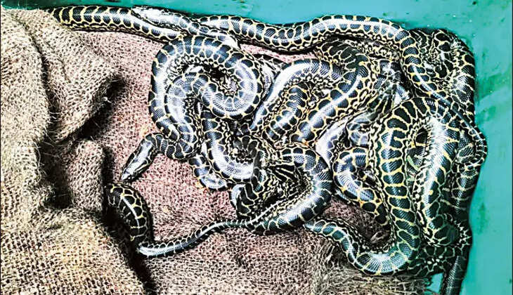 வண்டலூர் பூங்காவில் 20 குட்டிகளை ஈன்ற மஞ்சள் அனகோண்டா பாம்புகள்..&nbsp;