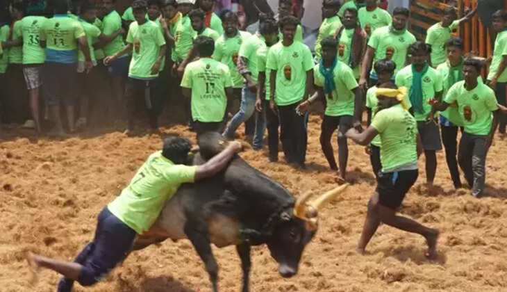 thammambatti jallikattu