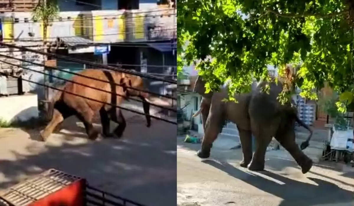 சுருளியில் முகாமிட்டுள்ள அரிசிக்கொம்பன் யானை.. 144 தடை நீட்டிப்பு..