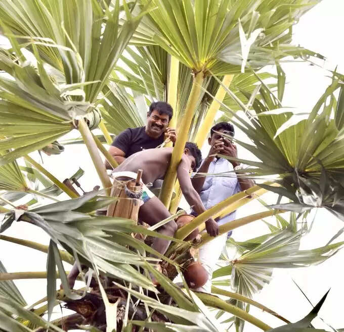 மரம் ஏறி கள் இறக்கிய சீமான்.. ஆடு, மாடுகளின் மாநாடு நடத்தப்போவதாக முழக்கம்..