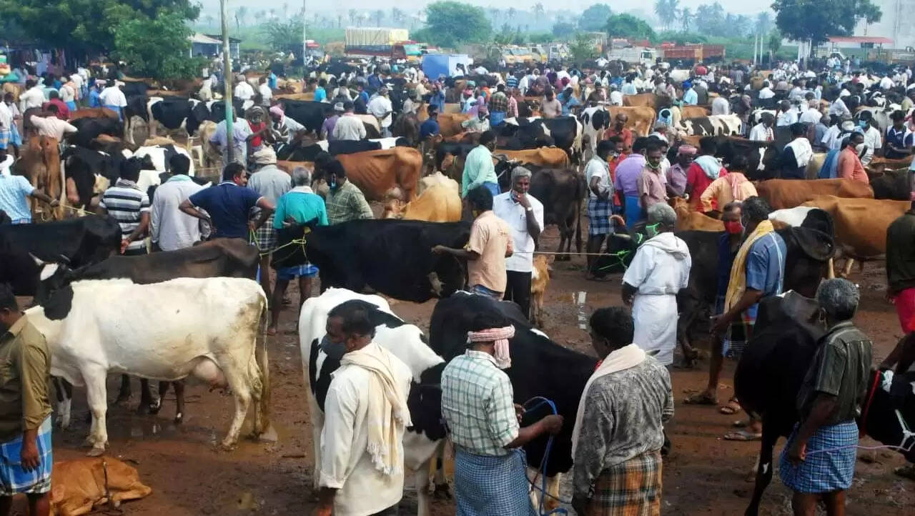 cattle market