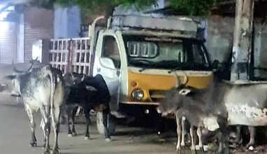 மாடு முட்டி பலி