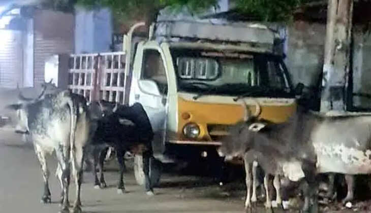 மாடு முட்டி பலி