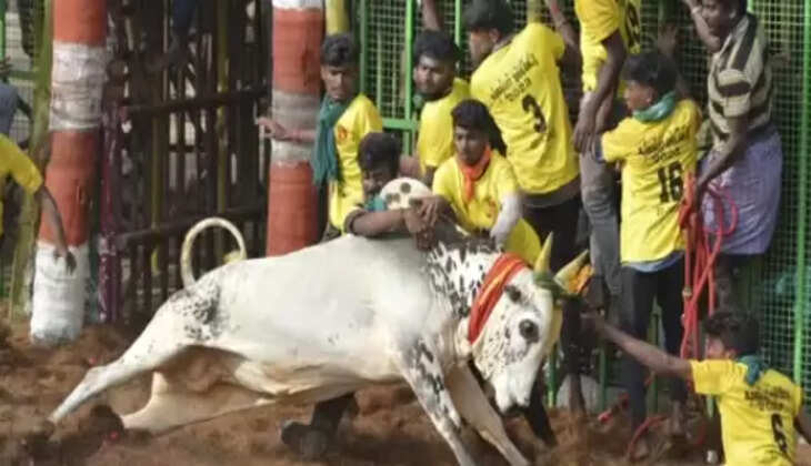 jallikattu