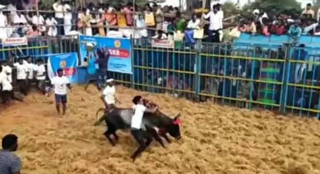 jallikkattu