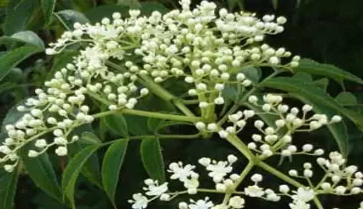 neem flower