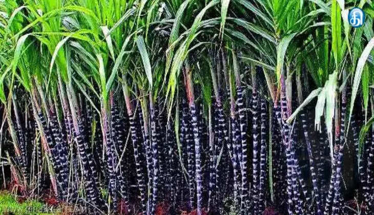 கரும்பு