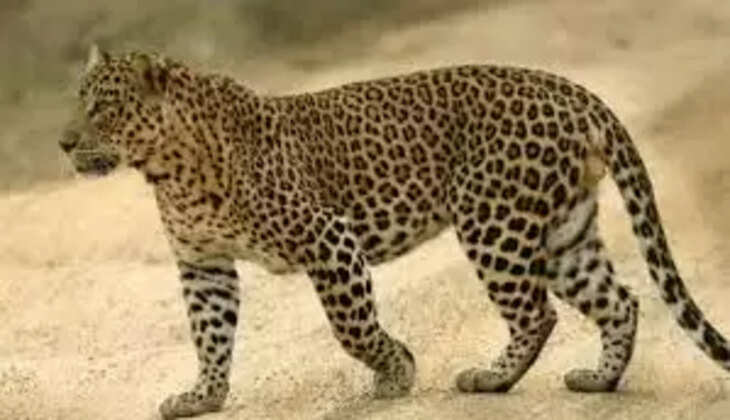 சிறுத்தை