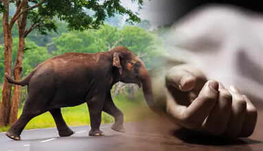 பாலக்காடு அருகே காட்டு யானை தாக்கி முதியவர் பலி