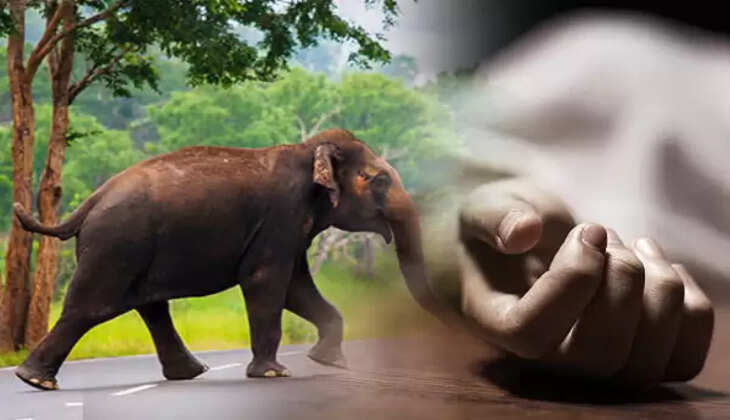 பாலக்காடு அருகே காட்டு யானை தாக்கி முதியவர் பலி