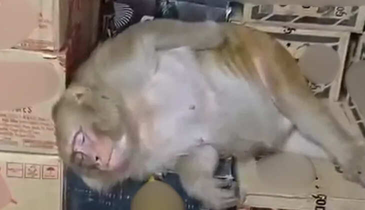 மது குடித்து மட்டையான குரங்கு