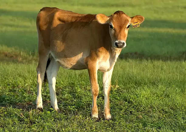 calf