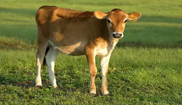 calf