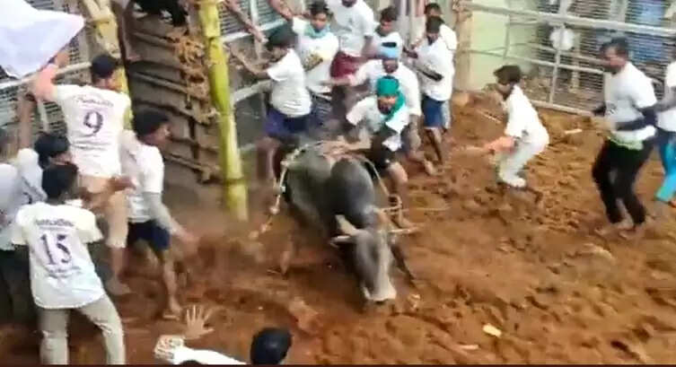 jallikattu