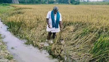 பயிர் சேதம்