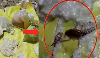 கரப்பான் பூச்சி