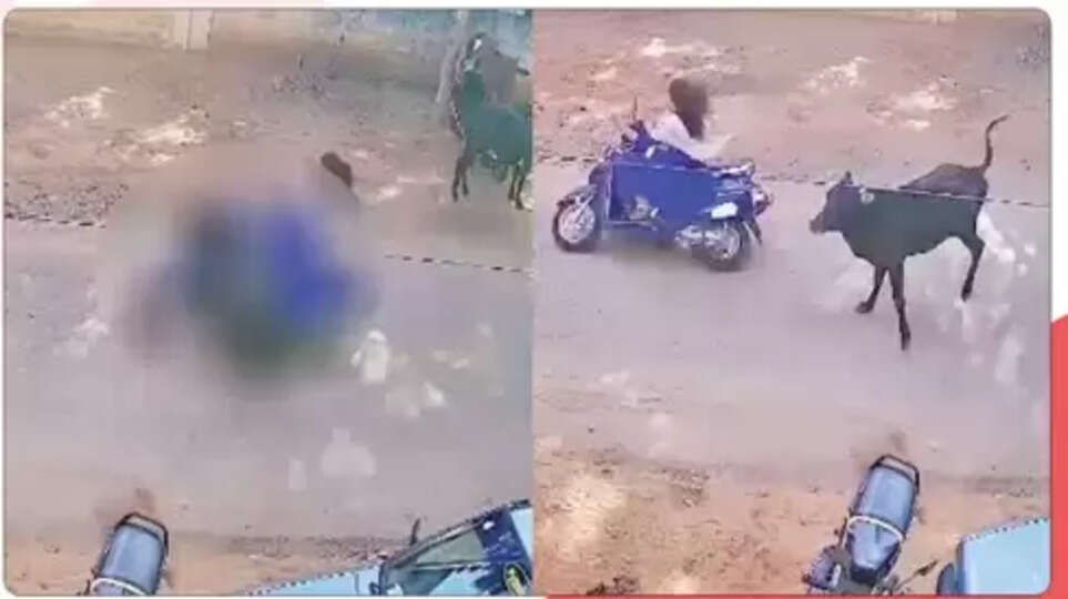 திடீரென குறுக்கே வந்த மாடு.. தூக்கி வீசப்பட்ட கல்லூரி மாணவி.. நெல்லையில் பரபரப்பு..!!