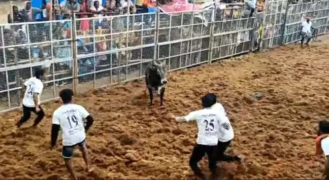 jallikattu
