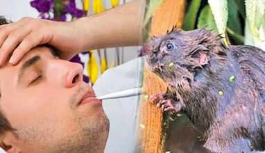 எலி காய்ச்சல்