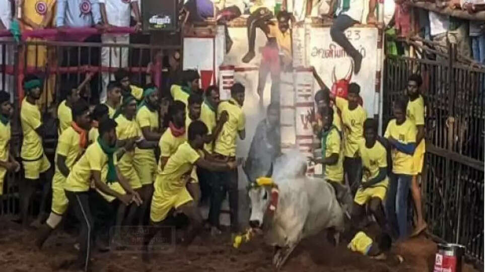 Jallikattu