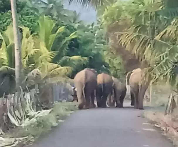 wild elephants 